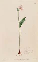 Illustration von Pogonia ophioglossoides
